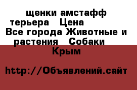 щенки амстафф терьера › Цена ­ 30 000 - Все города Животные и растения » Собаки   . Крым